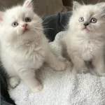 British Longhair Yavrular