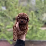 Harika Dark Brown Poodle