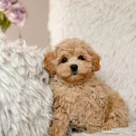 Maltipoo Bebeklerimiz Orjinal Korean