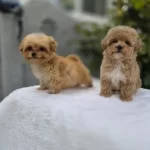 Maltipoo Yavrularımız