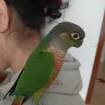 Green Check Konur Papağanı