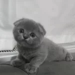 Scottish Fold Yavrumuz Yuva Arıyor