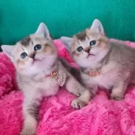 Golden British Shorthair Yavrularımız Hazır