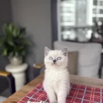 Britiah Shorthair Bkue Point Yavrularim