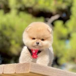 Safkan Pomeranian Boo Bebekler
