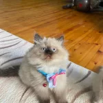 British Longhair Erkek