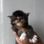 Sağlik Ve İrk Garantili Minik Maine Coon Devler