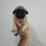 Pug Mobs Bebeklerimiz