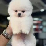 Ankaranın Tek Pet Danışmanlığı