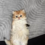 Karizma British Longhair Çocuk