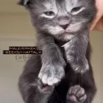 Türkiyenin Her Yerine Teslim Xxl Maine Coon