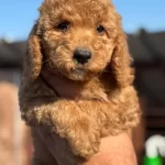 Standart Poodle Çok Şeker Yavrularım
