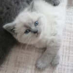 Bebiş Kedilerim Sizleri Bekliyor