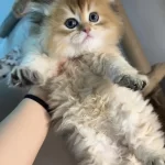 British Longhair Golden Kardeşler Mükemmel Kaliteli