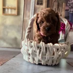 Ruhsatli Köpek Çiftlikten Toy Poodle Yavrularımız