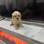 Maltipoo Kalite Yavrular İrk Sağlık Garantili