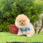 Safkan Pomeranian Boo Yavrularımız