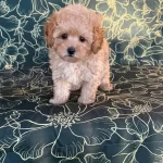 Maltipoo Yavrularımız