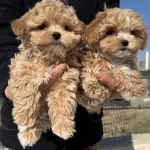Petmode Köpek Çiftliğinde Tea Cup Kore Maltipoo