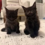 Black Smoke Maine Coon Yavrularımız
