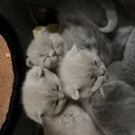 7 Adet Scottish Fold Yavrusu