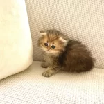 Çikolata Black Golden Longhair Kedimiz