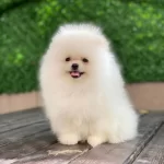 Yasal Ruhsatlı Çiftlikte Ziyarete Açık Pomeranian