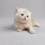 British Longhair Yavrum