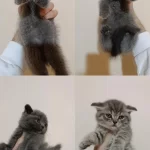Kaliteli Ayıcık Surat Bebek Kediler