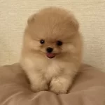 Pomeranian Boo Köpekler