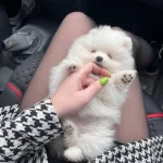 Pomeranian Boo Yavrularımız