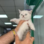 A+ Kalite British Shorthair Bebeğimiz