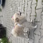 Köpegim 9 Aylık Bütün Aşilari Tam Eğitimli