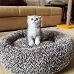 Safkan Silver Shaded Scottish Fold Erkek Ve Dişi Yavru