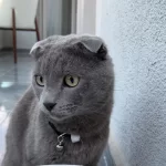 2 Buçuk Yaşında British Shorthair Kedimiz Duman