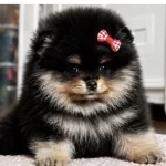 Dişi Pomeranian Black Tan