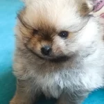 Pomeranian Boo Erkek