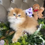 Yüksek Kalite British Longhair