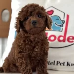 Ankrada Yasal Ruhsatlı Çiftlikden Toy Poodle