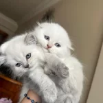 Küçük Minik Totis Scottish Fold Yavrular