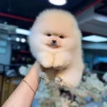 Ücretsiz Köpek Egitmeniyle Ev Düzeni Olusturma Hediyemiz