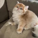 Safkan British Longhair Golden Kediler