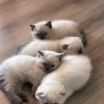 Scottish Ve British Shorthair Blue Point Yavrular