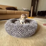Golden Scottish Fold Dişi Yavrumuz Yeni Yuvasını Arıyor