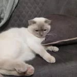 Scottish Fold Kedimiz
