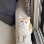 Hemen Teslim Golden British Shorthair Yavrum