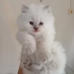 Yakışıklı Erkek Ve Dişi Bebek Kediler