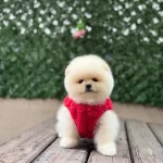Orjinal Pomeranian Boo Yavrular