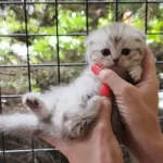 Tabby Line Safkan Scottish Fold Yavrular Catteryden