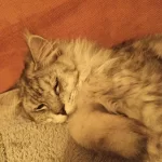 3 Xxx Large Dev Show Boy Maine Coon